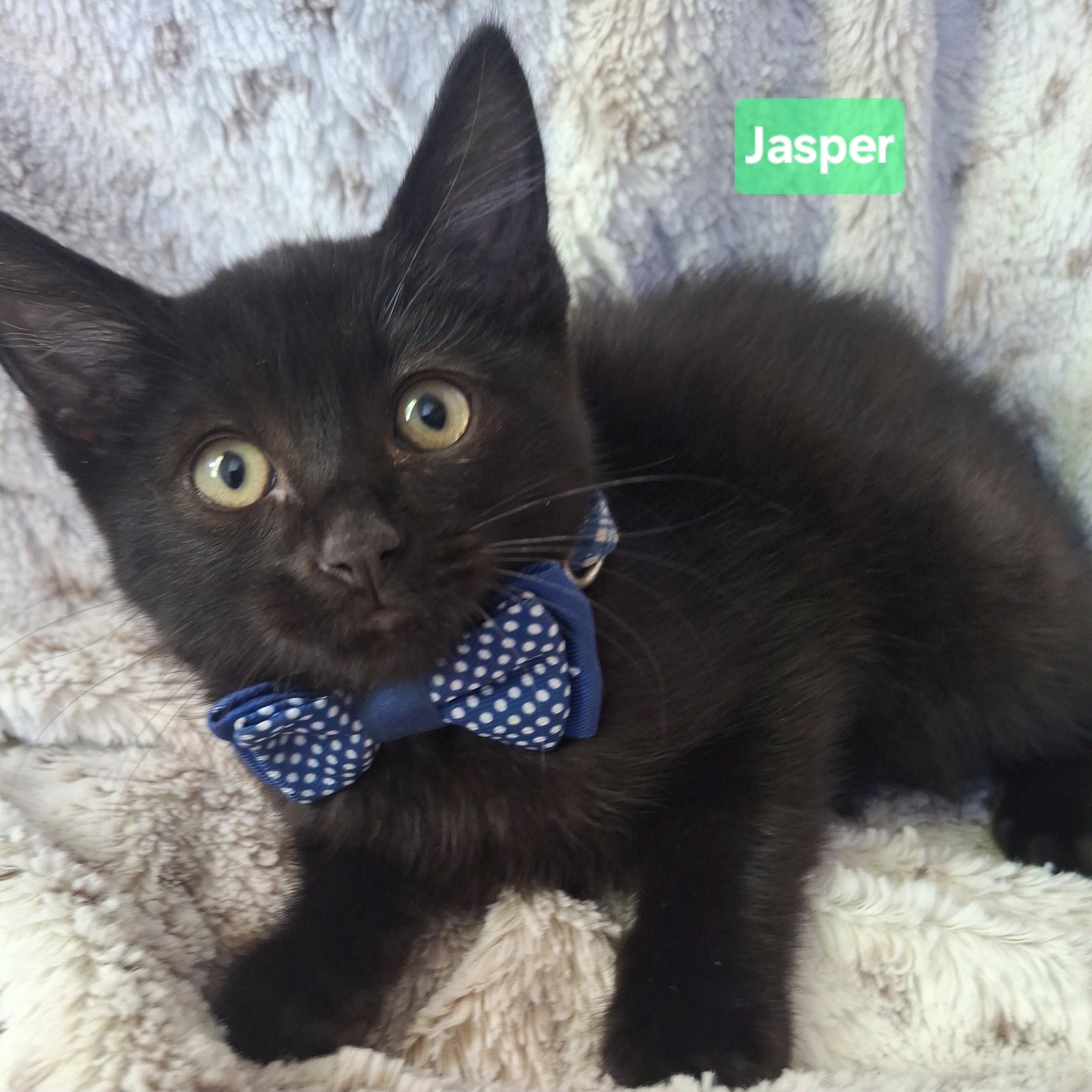 Enlarge JASPER, a Adoptable mixed breed in Fullerton, CA image 3/6