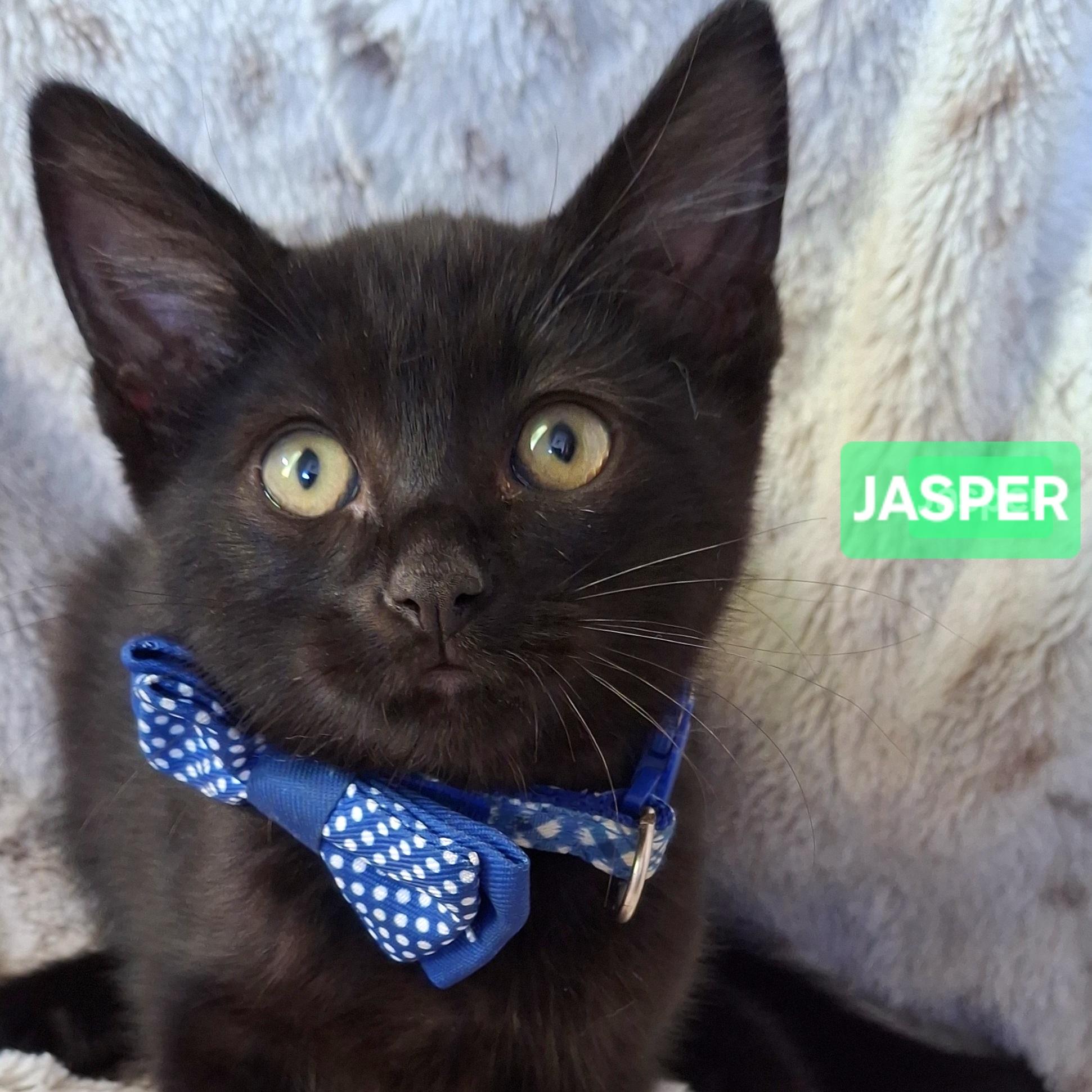 JASPER, Adoptable, Kitten Male Domestic Short Hair & Bombay.