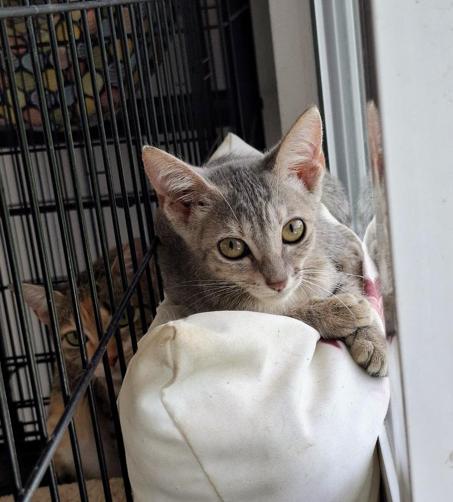 Miso — thumbnail 4