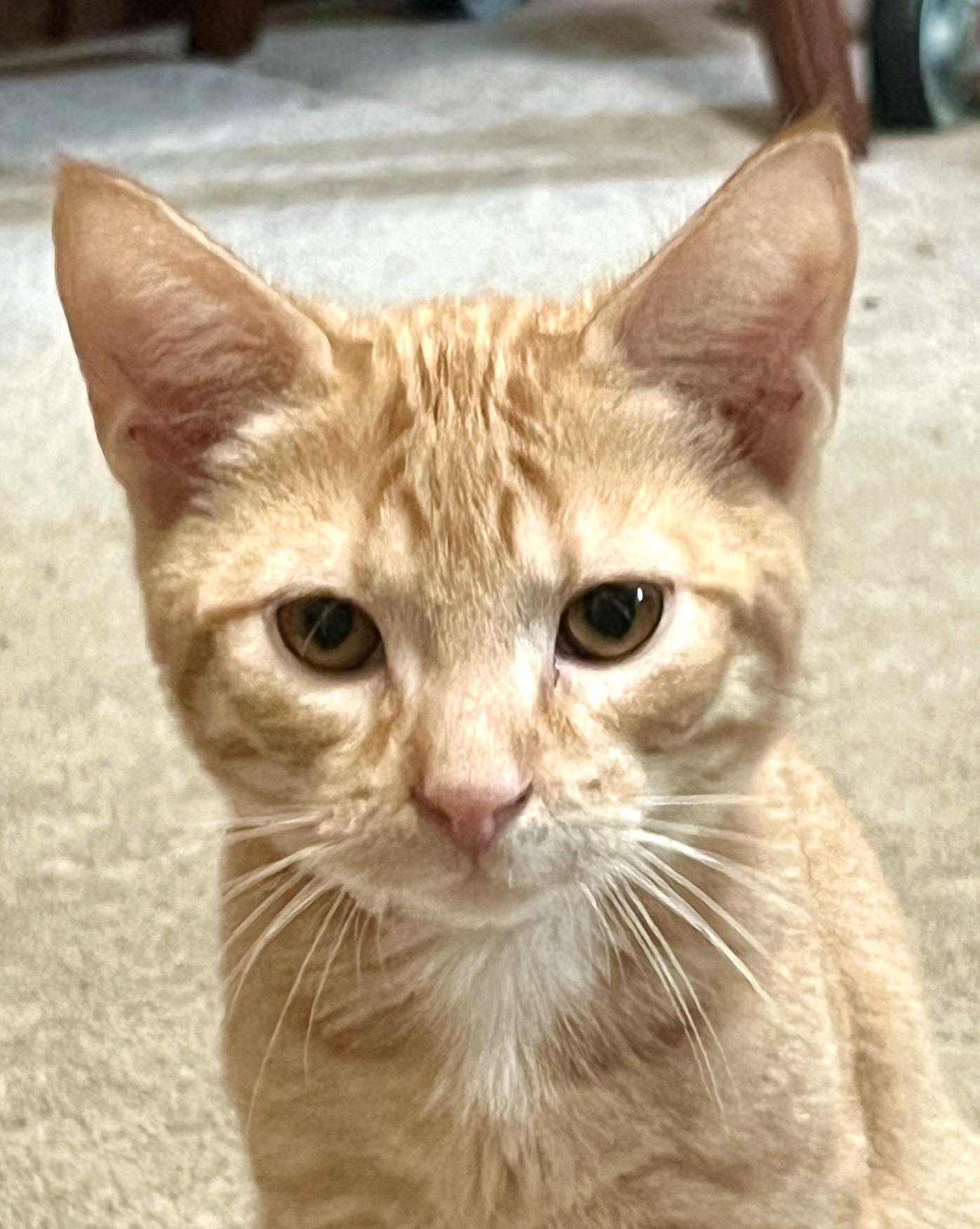 Quartz, an adopted Domestic Short Hair in Andover, CT image 2/5