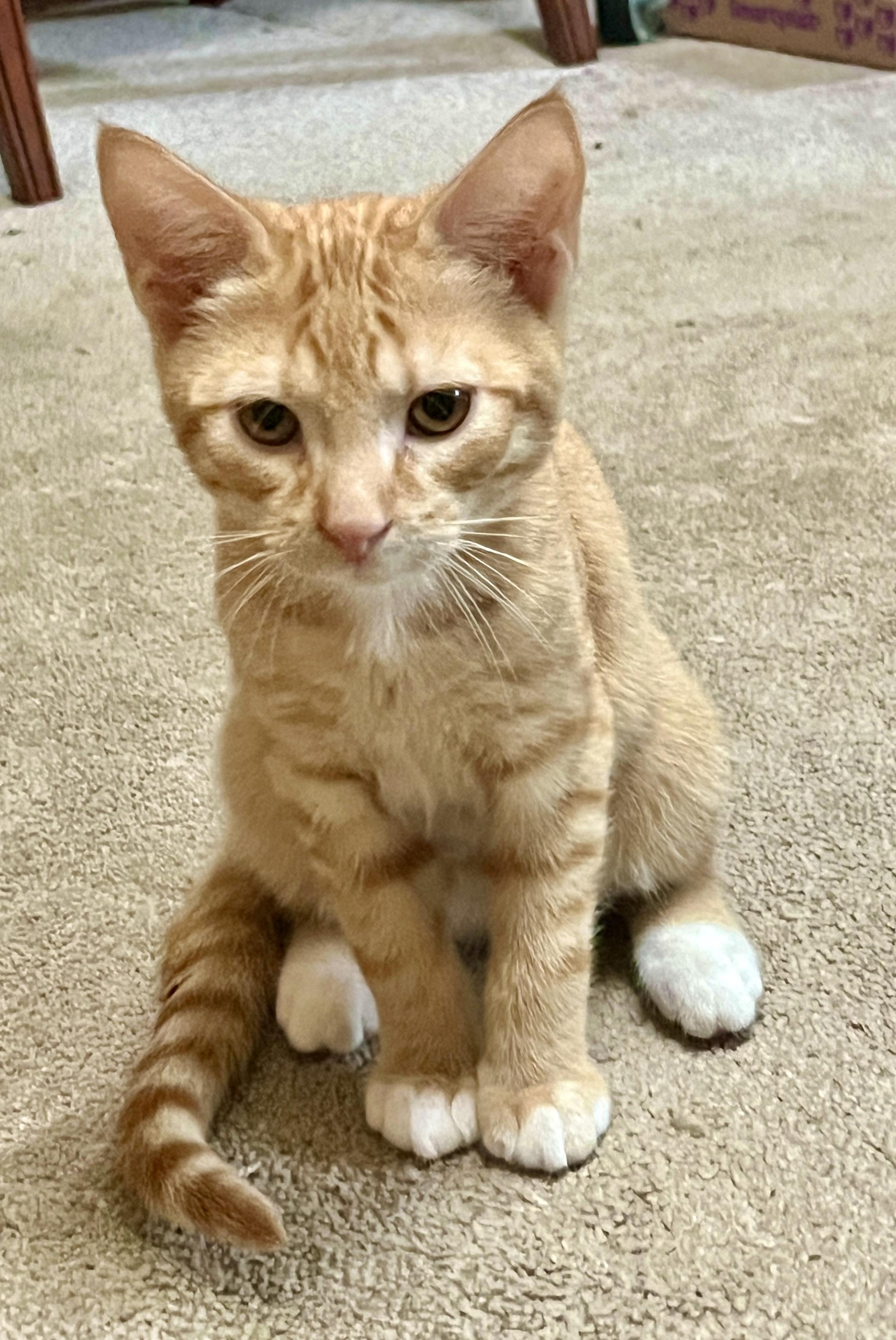 Quartz, adopted, Kitten Male Domestic Short Hair.