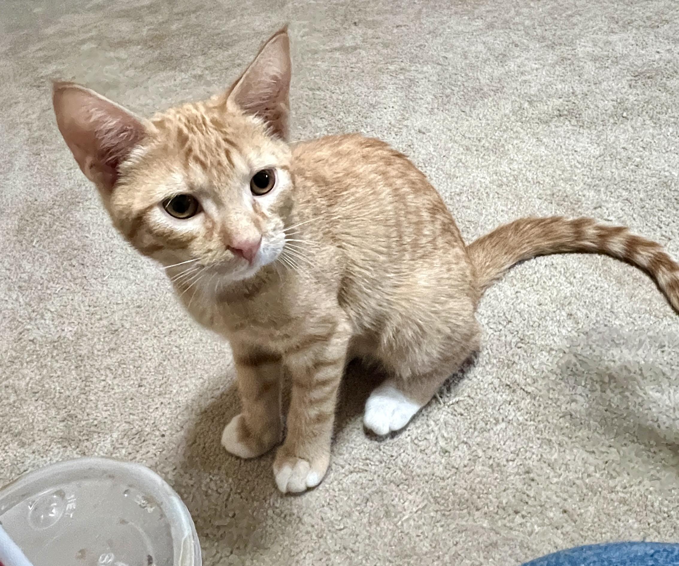 Quartz, an adopted Domestic Short Hair in Andover, CT image 4/5