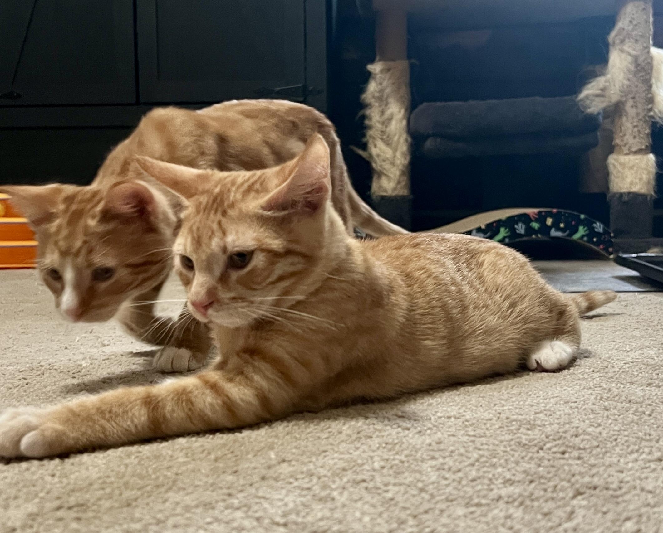 Quartz, an adopted Domestic Short Hair in Andover, CT image 3/5