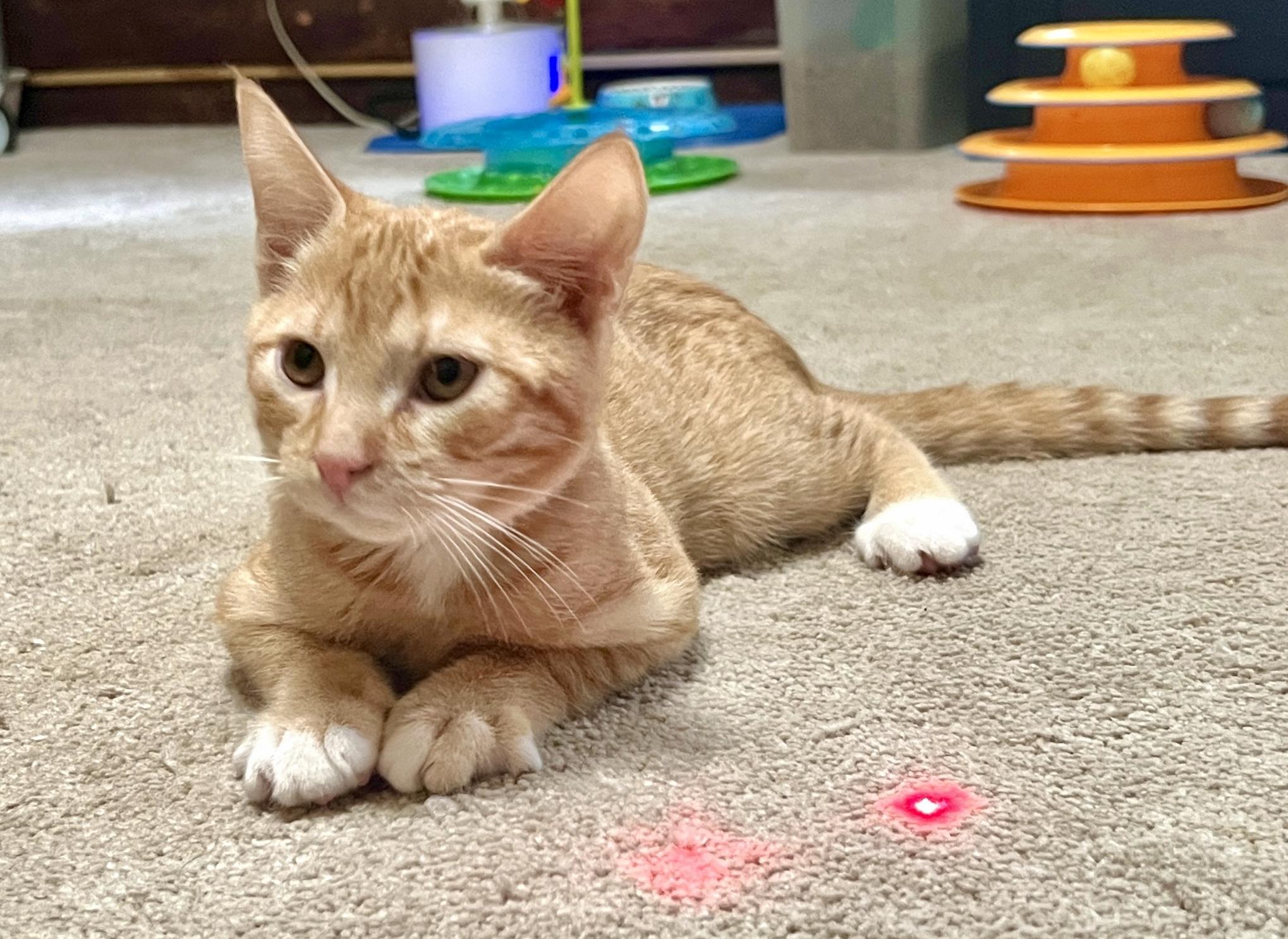 Quartz, an adopted Domestic Short Hair in Andover, CT image 5/5