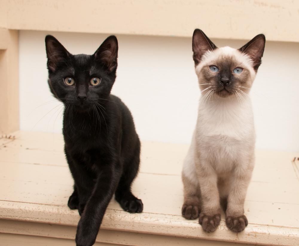 Cody (gets adopted with Luke), an adopted Siamese in Westminster, CO image 4/4