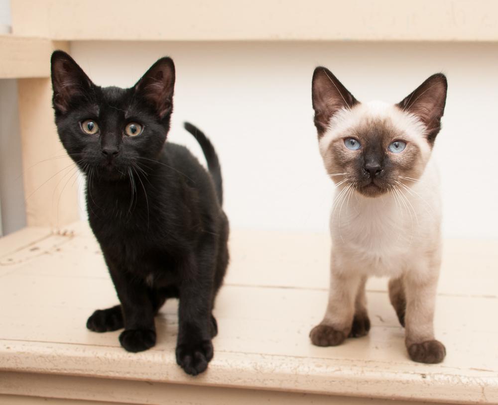 Cody (gets adopted with Luke), an adopted Siamese in Westminster, CO image 3/4