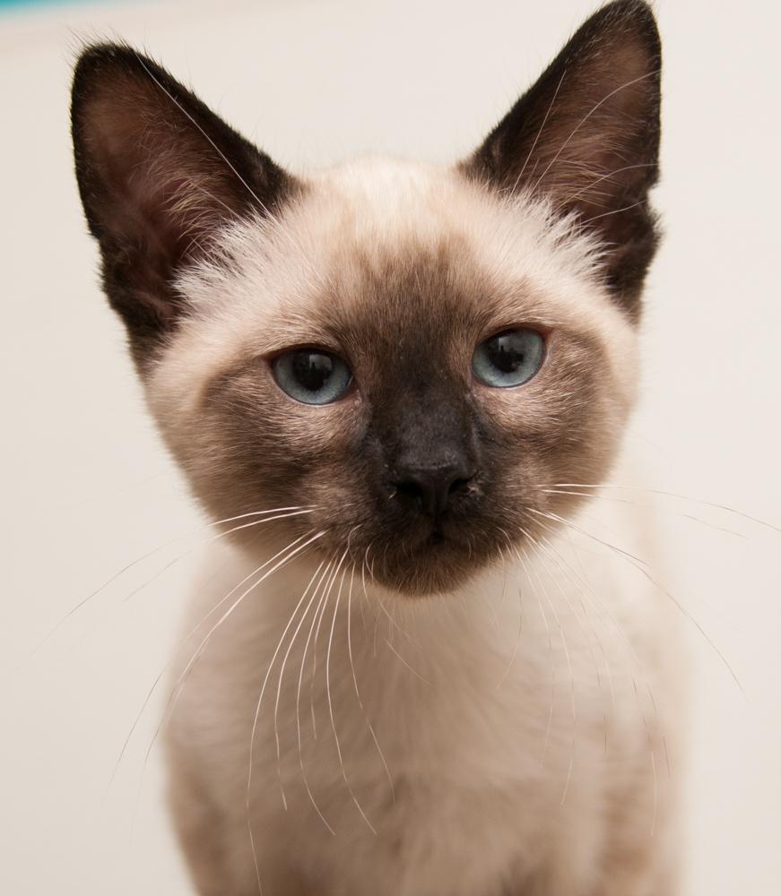 Cody (gets adopted with Luke), adopted, Kitten Male Siamese.