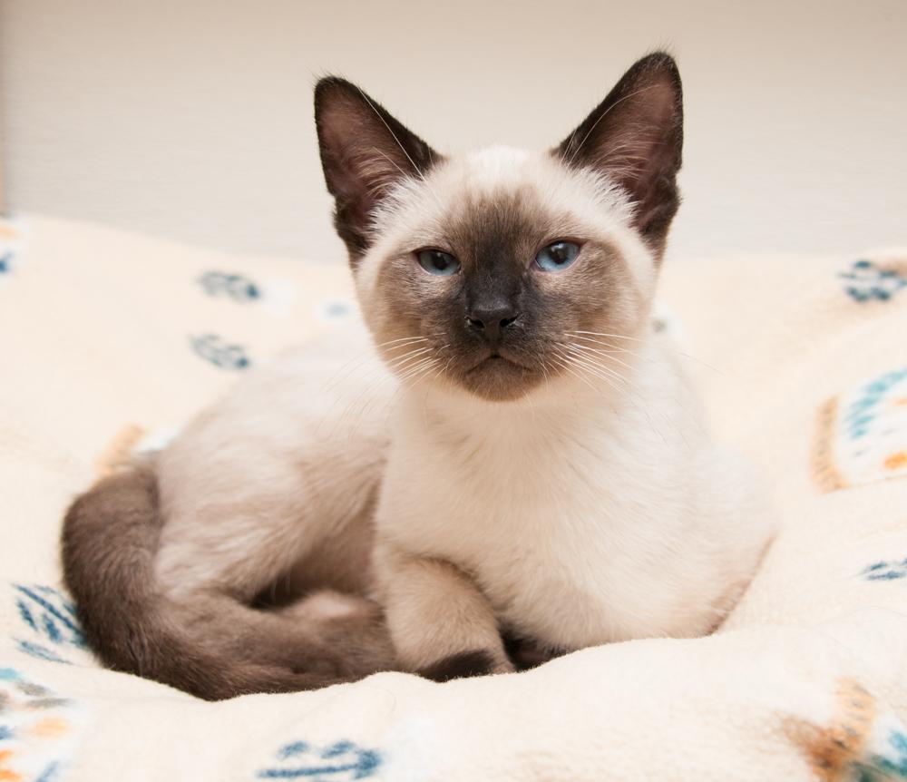 Cody (gets adopted with Luke), an adopted Siamese in Westminster, CO image 2/4