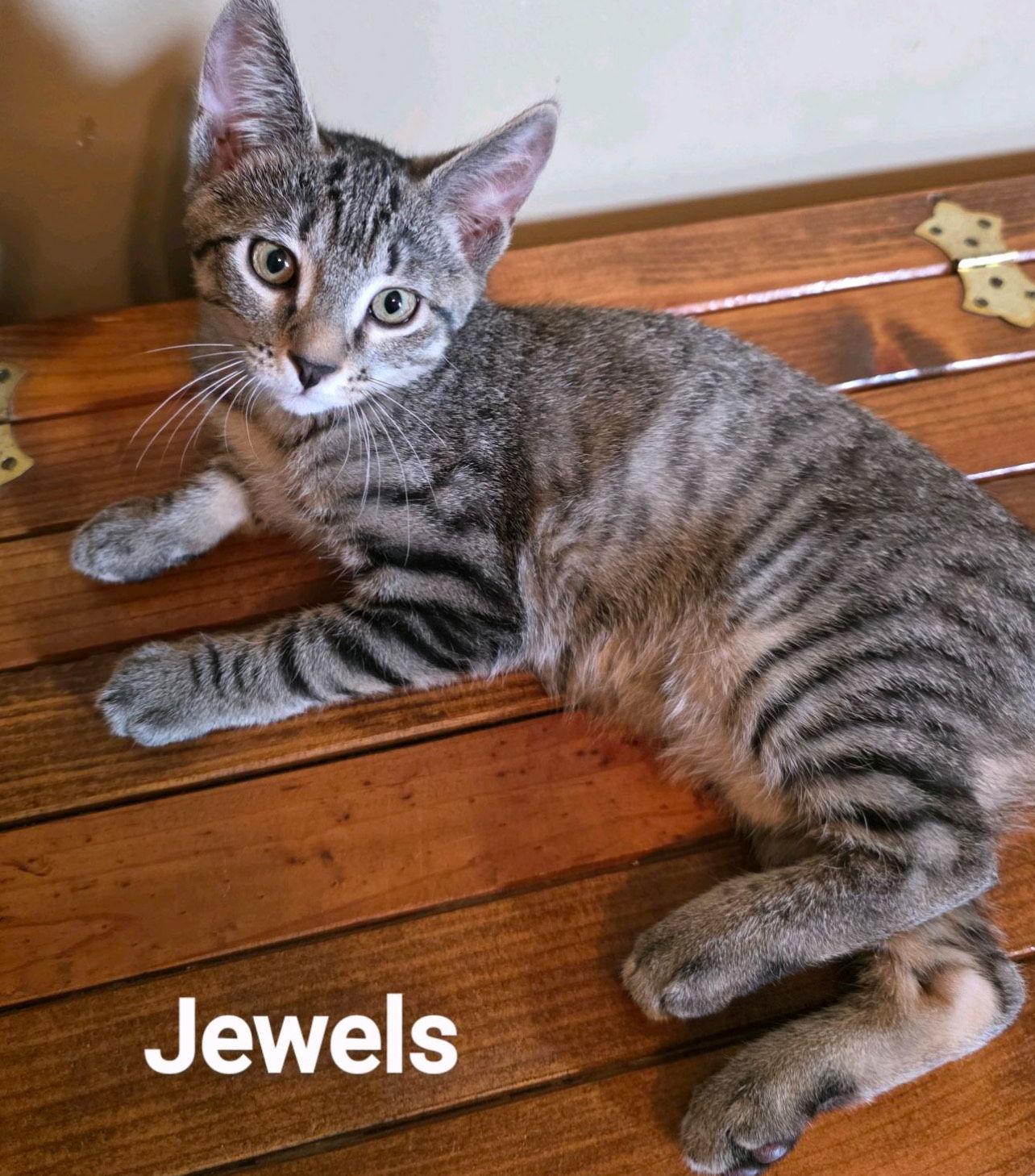 Enlarge Jewels, a Adoptable Tabby in Pensacola, FL image 1/1