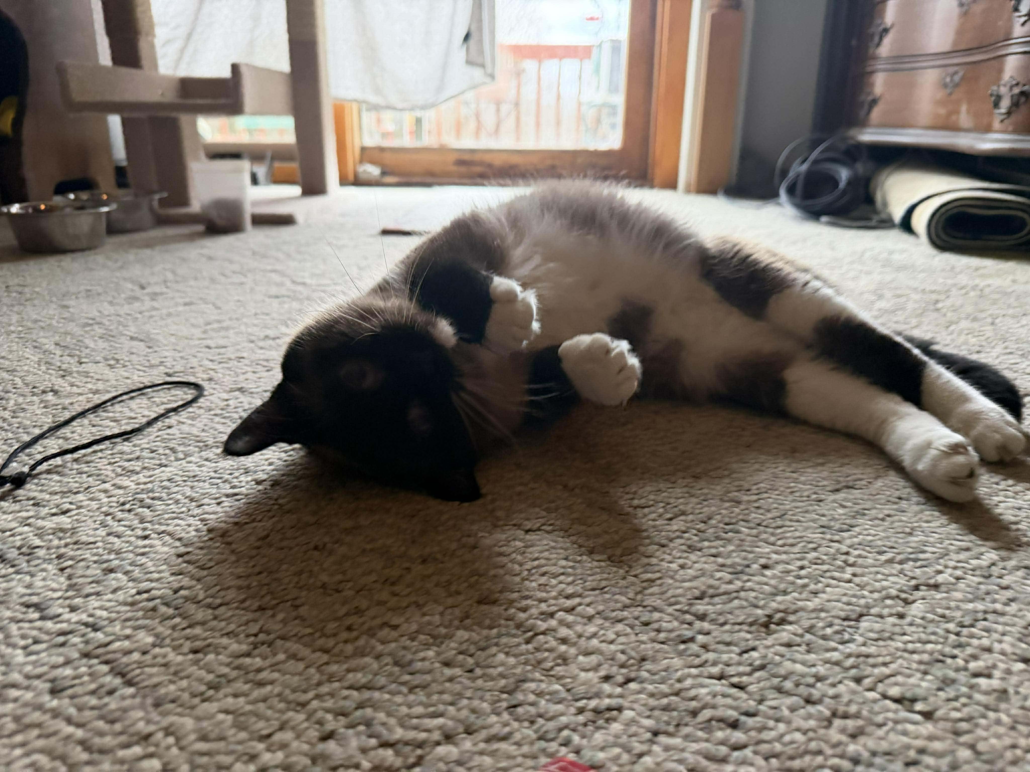 Simon, an adopted Siamese in East Lansing, MI image 2/3