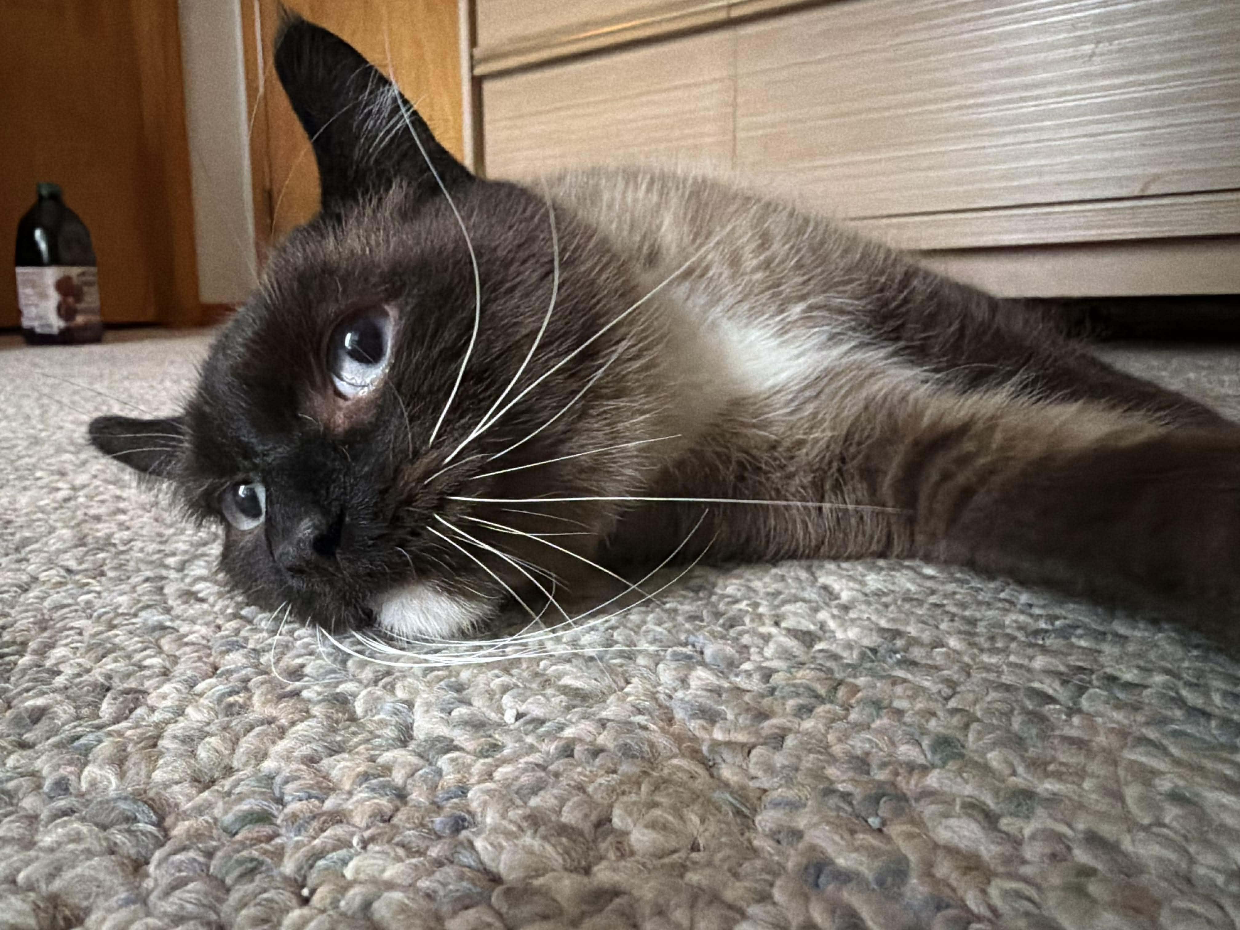 Simon, an adopted Siamese in East Lansing, MI image 3/3