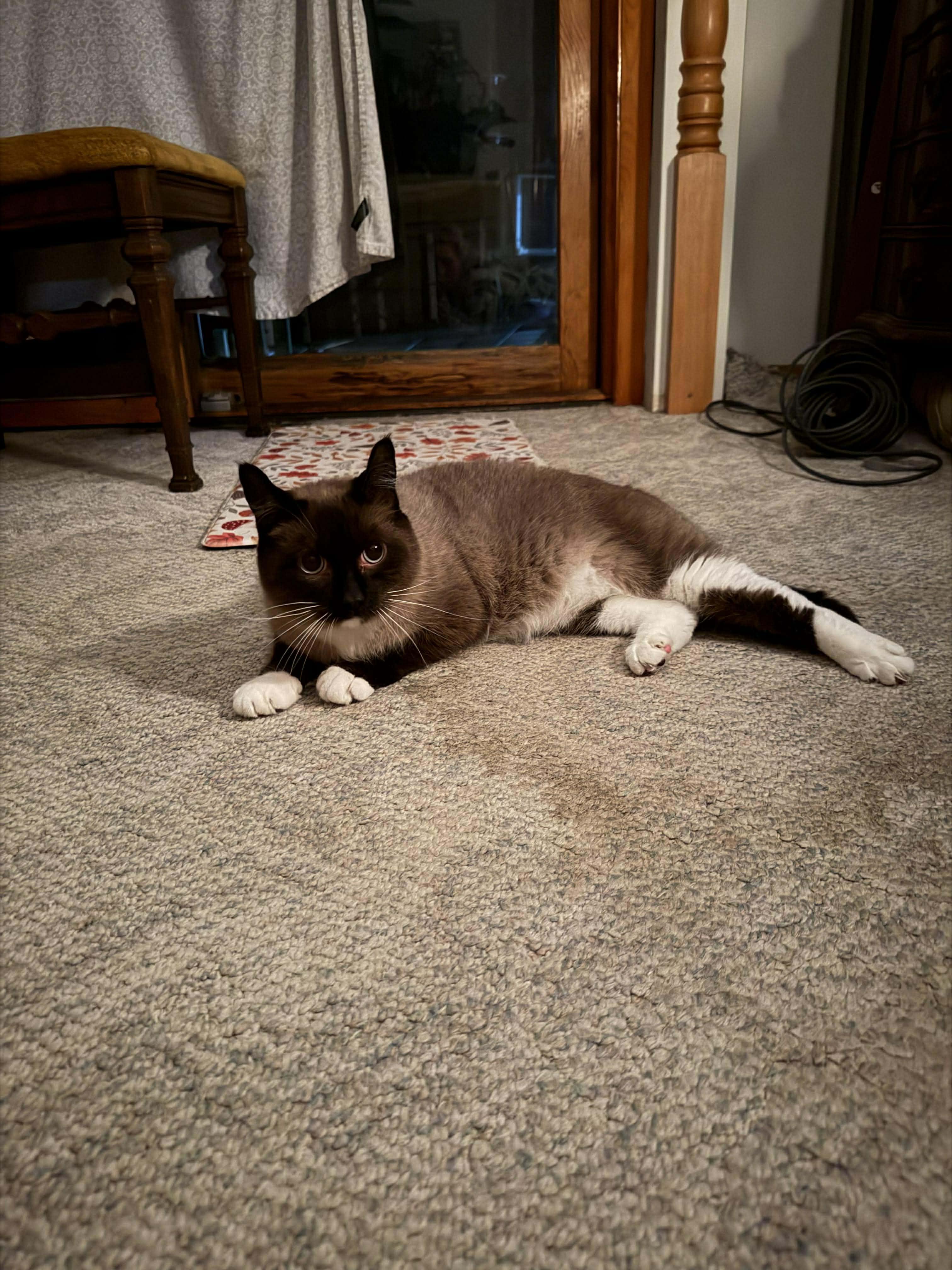 Simon, an adopted Siamese in East Lansing, MI image 1/3