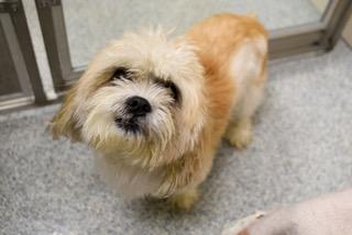 Chico, an adoptable Havanese, Shih Tzu in Annapolis, MD, 21403 | Photo Image 1