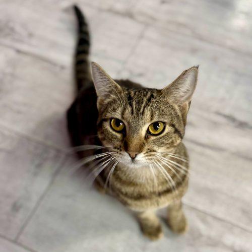 Ally, Adoptable, Young Female Tabby & Domestic Short Hair.