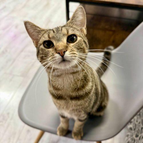 Enlarge Ally, a Adoptable mixed breed in Knoxville, TN image 2/5