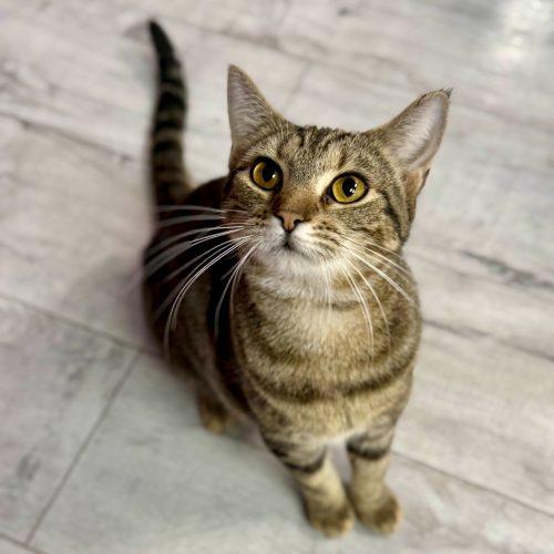 Enlarge Ally, a Adoptable mixed breed in Knoxville, TN image 4/5