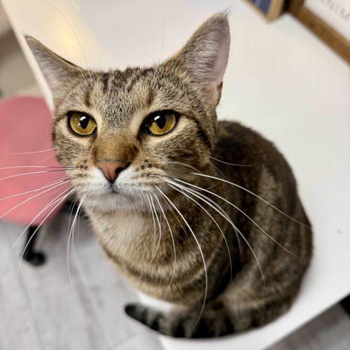 Enlarge Ally, a Adoptable mixed breed in Knoxville, TN image 5/5