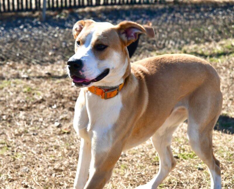 Fawna/Sadie, a Adoptable mixed breed in Maryville, TN image 1/6