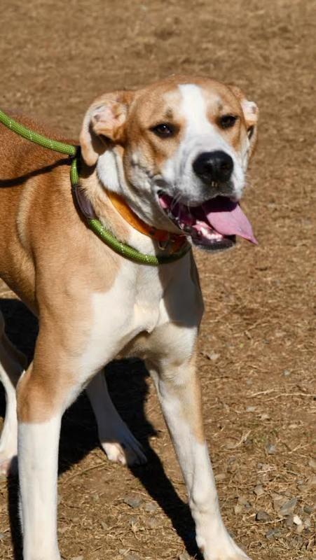Fawna/Sadie, a Adoptable mixed breed in Maryville, TN image 3/6