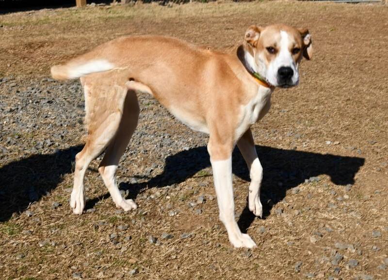 Fawna/Sadie, a Adoptable mixed breed in Maryville, TN image 4/6