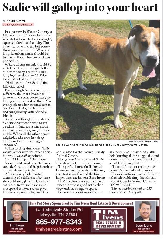 Enlarge Fawna/Sadie, a Adoptable mixed breed in Maryville, TN image 5/6