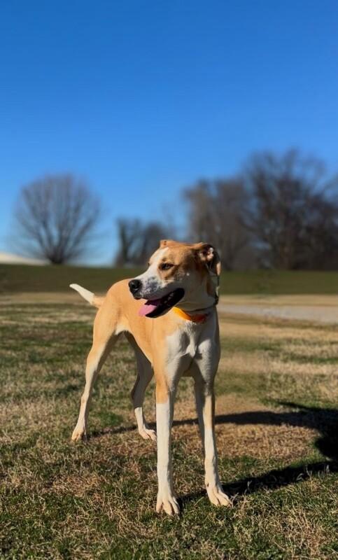 Fawna/Sadie, a Adoptable mixed breed in Maryville, TN image 5/6