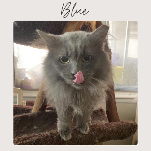BLU, Adoptable, Adult Female Russian Blue & Domestic Long Hair.