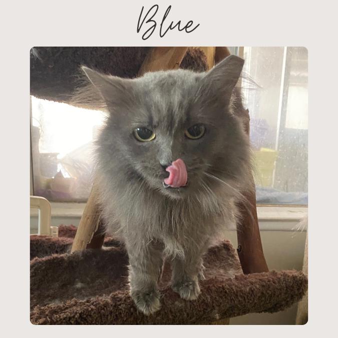 BLU, Adoptable, Adult Female Russian Blue & Domestic Long Hair.