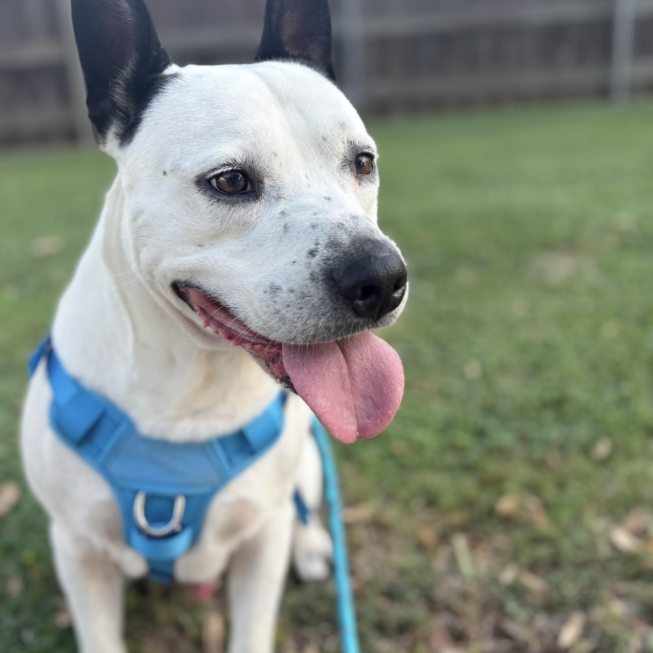 Enlarge Bolt, a Adoptable mixed breed in Brattleboro, VT image 2/6