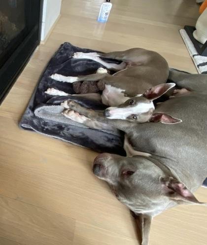 Enlarge Boogie, a Adoptable mixed breed in Washington, DC image 1/3