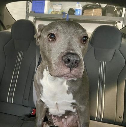 Enlarge Boogie, a Adoptable mixed breed in Washington, DC image 2/3