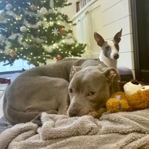 Enlarge Boogie, a Adoptable mixed breed in Washington, DC image 2/3