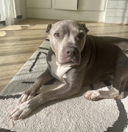 Boogie, a Adoptable mixed breed in Washington, DC image 2/3
