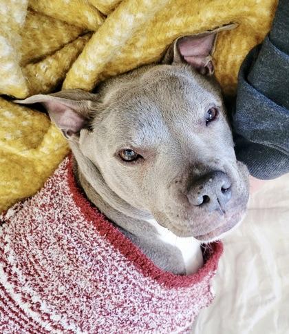 Enlarge Boogie, a Adoptable mixed breed in Washington, DC image 3/3