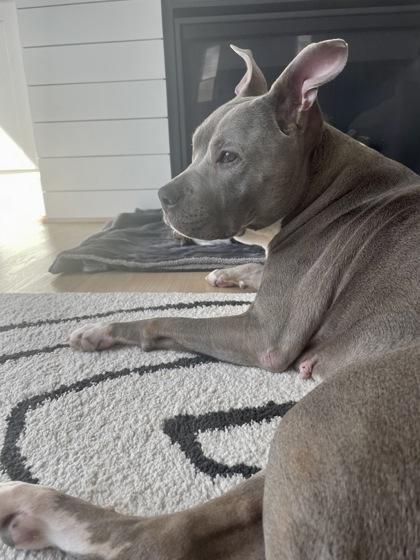 Enlarge Boogie, a Adoptable mixed breed in Washington, DC image 3/3