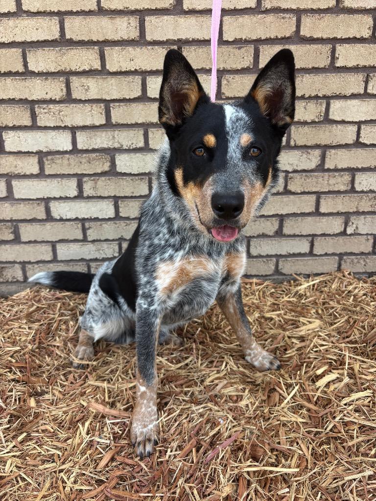 Remi, ADOPTABLE, Young Male Australian Cattle Dog / Blue Heeler.