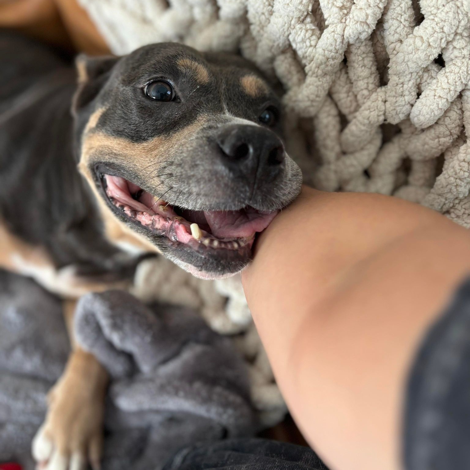 Dog for adoption Peggy, an American Bully & American Staffordshire