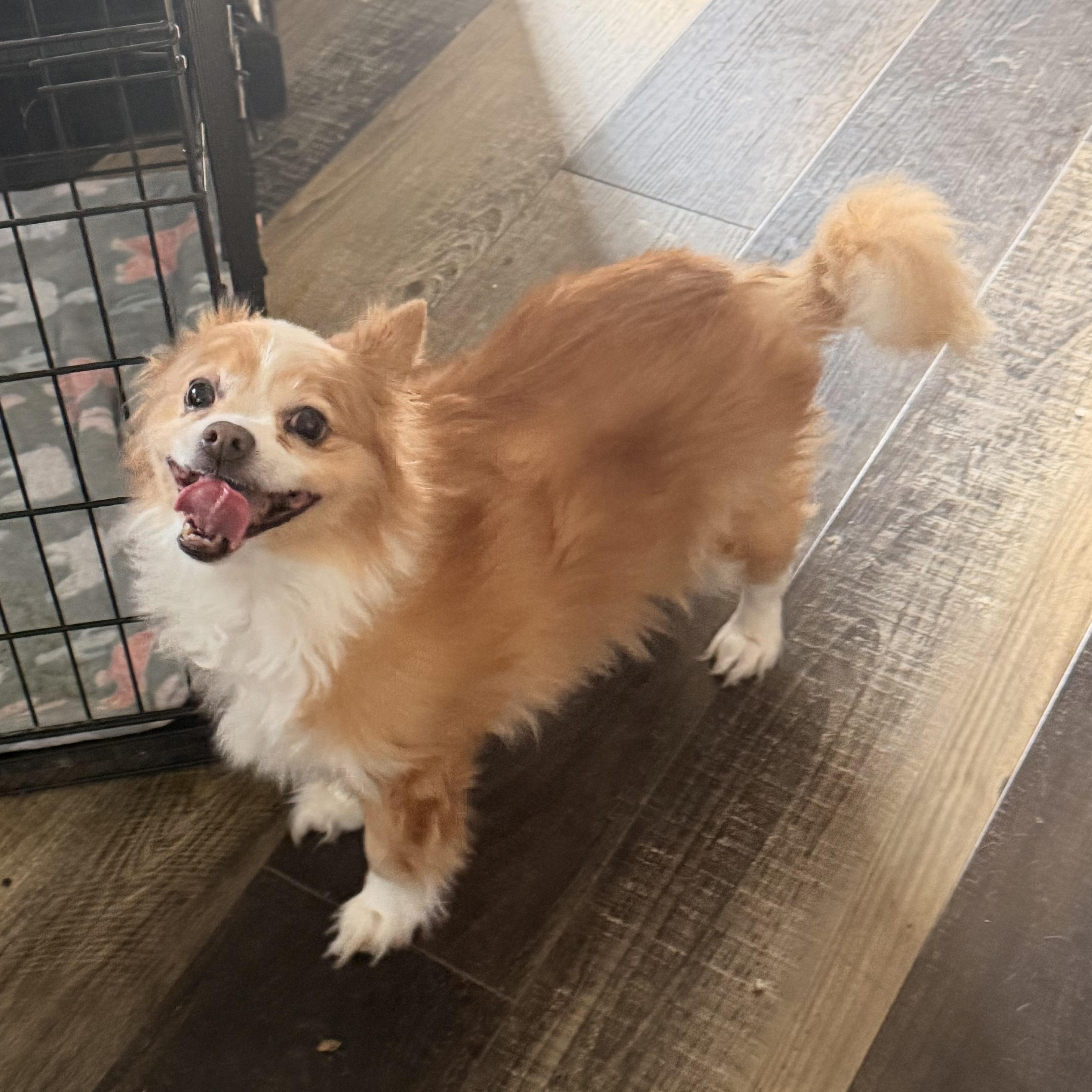 Enlarge Oli, a ADOPTABLE mixed breed in Wilmington, IL image 3/5