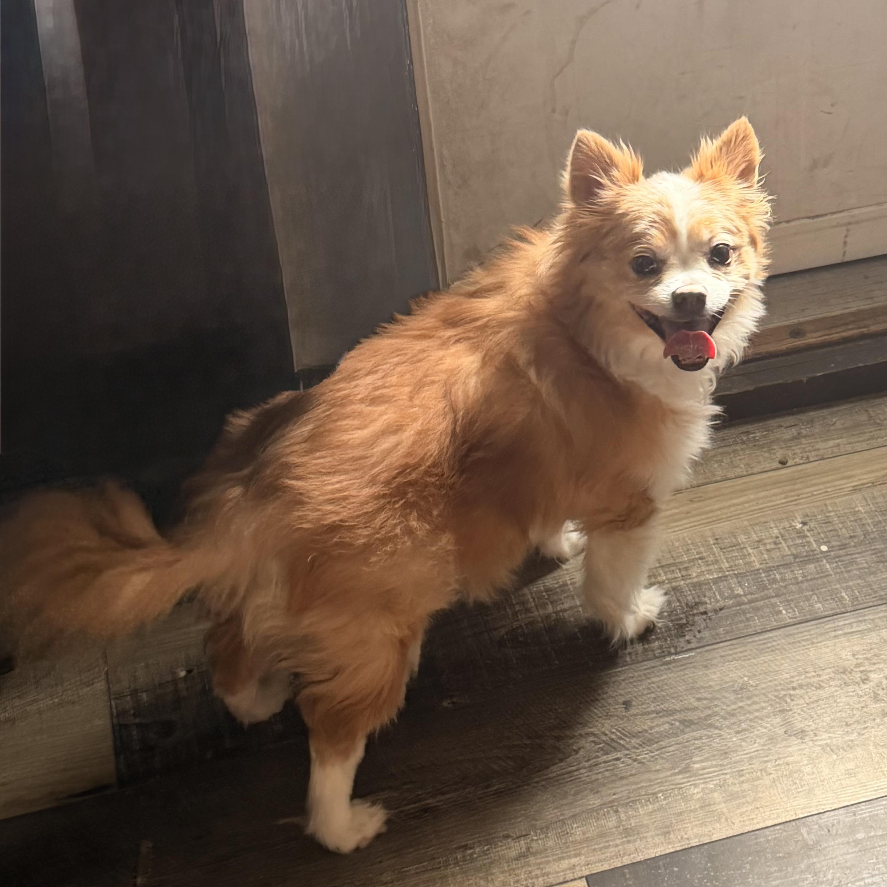 Enlarge Oli, a ADOPTABLE mixed breed in Wilmington, IL image 2/5