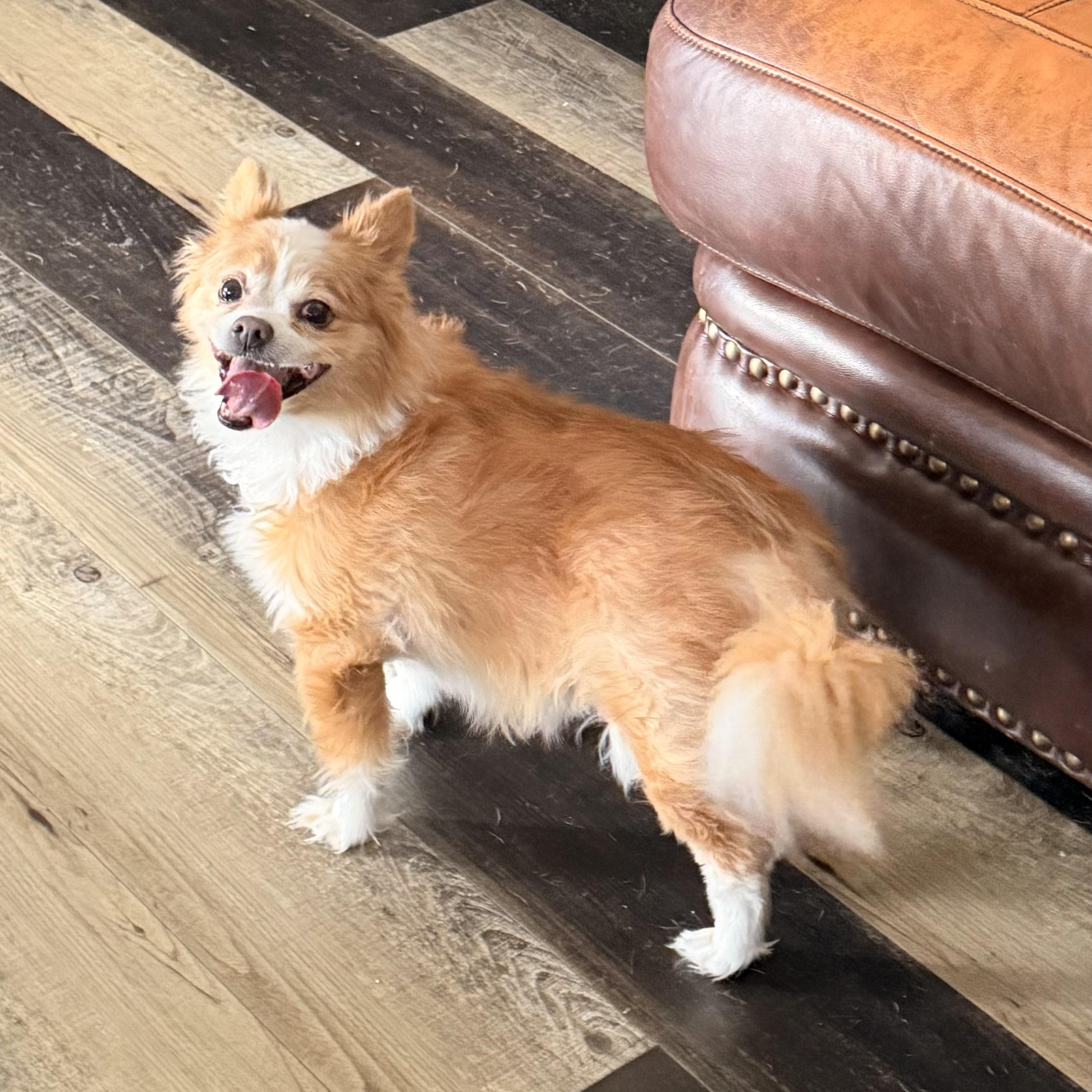 Enlarge Oli, a ADOPTABLE mixed breed in Wilmington, IL image 4/5