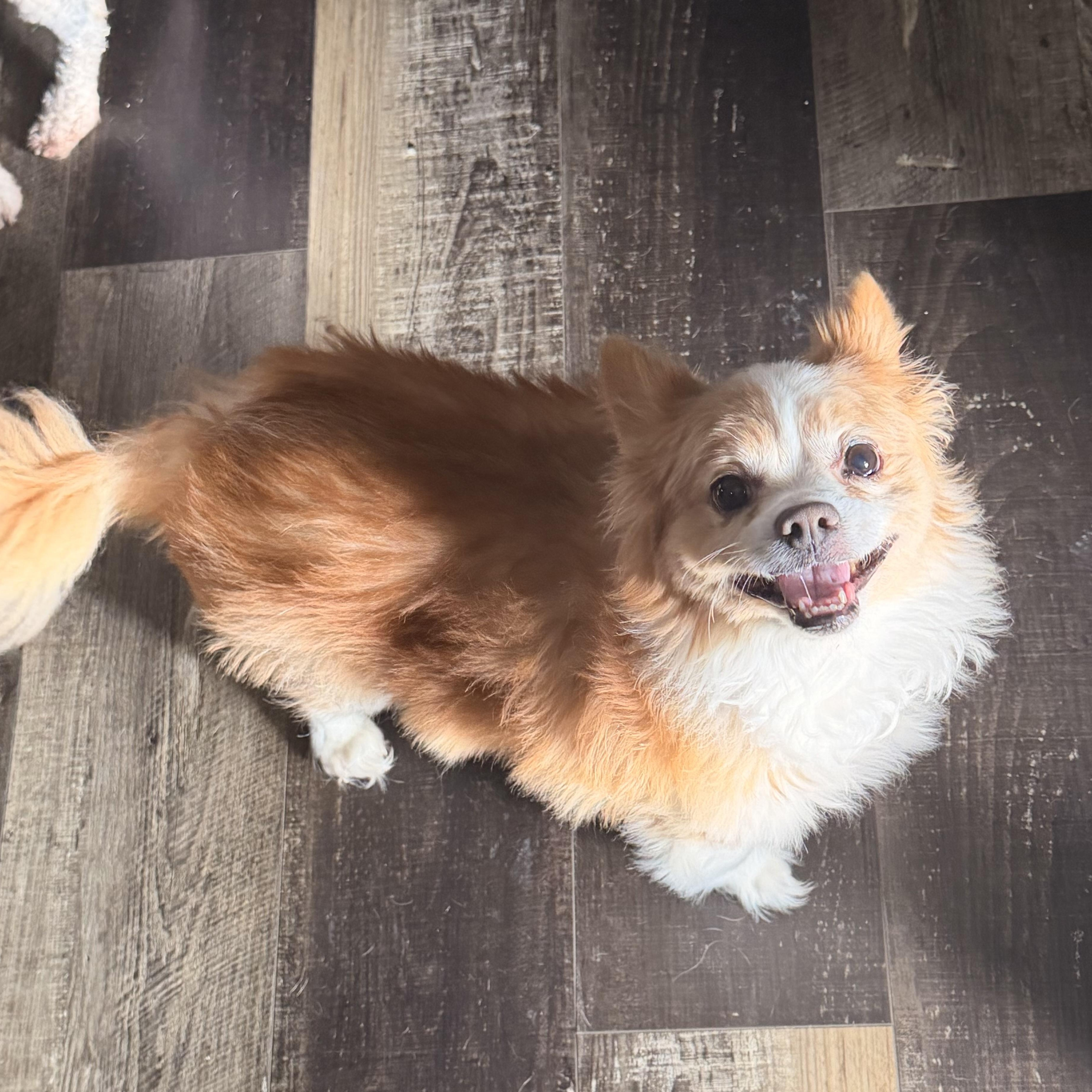 Enlarge Oli, a ADOPTABLE mixed breed in Wilmington, IL image 5/5