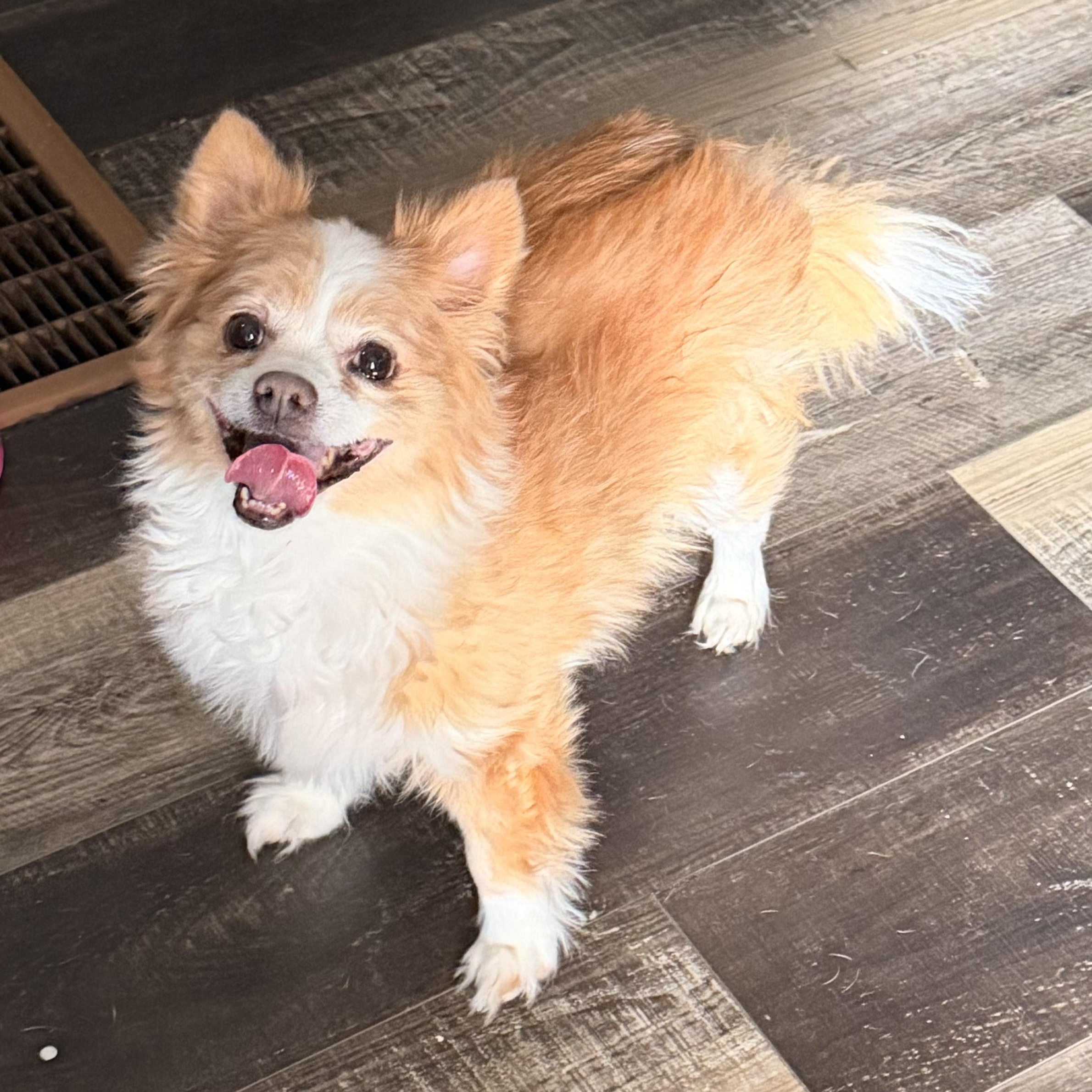 Enlarge Oli, a ADOPTABLE mixed breed in Wilmington, IL image 1/5