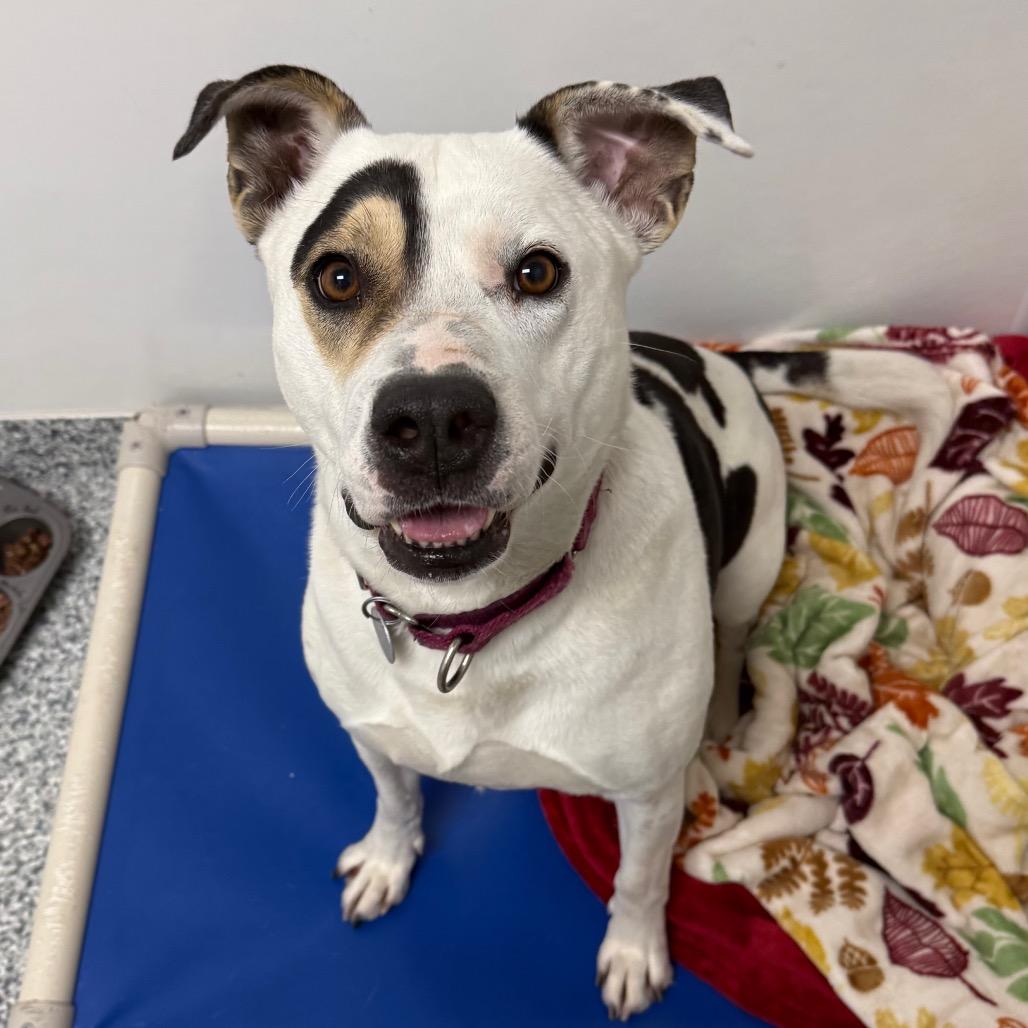 Peppercorn Ranch, Adoptable, Senior Female Mixed Breed.