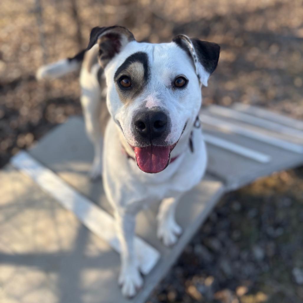 Peppercorn Ranch, Adoptable, Senior Female Mixed Breed.