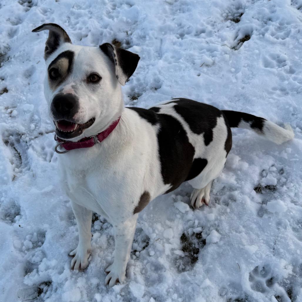 Peppercorn Ranch, a Adoptable Mixed Breed in Brookfield, WI image 2/6