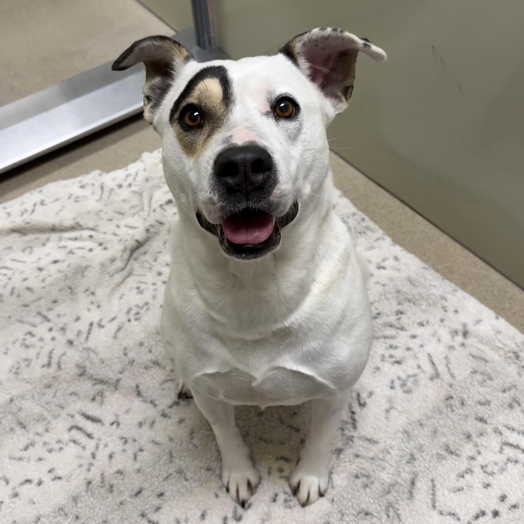 Peppercorn Ranch, a Adoptable Mixed Breed in Brookfield, WI image 4/6