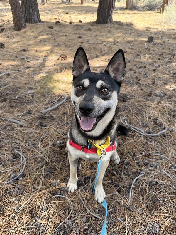 Enlarge Tostito, an adopted Mixed Breed in Truckee, CA image 3/6