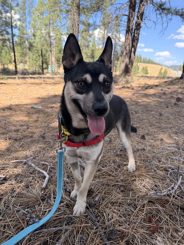 Enlarge Tostito, an adopted Mixed Breed in Truckee, CA image 4/6