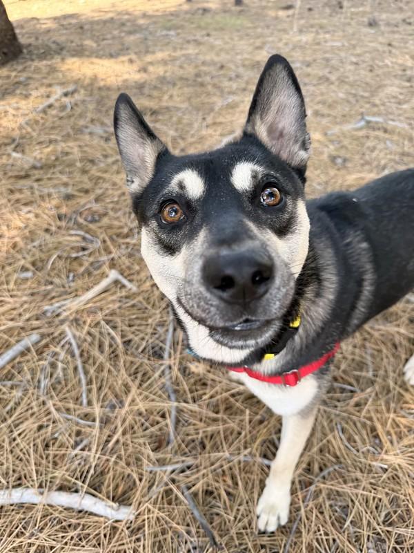 Enlarge Tostito, an adopted Mixed Breed in Truckee, CA image 5/6