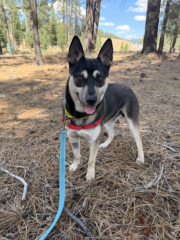 Enlarge Tostito, an adopted Mixed Breed in Truckee, CA image 6/6